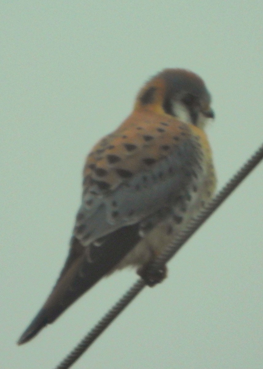 American Kestrel - ML645860549