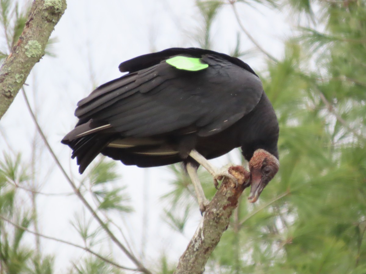 Aura Gallipavo - ML645860550