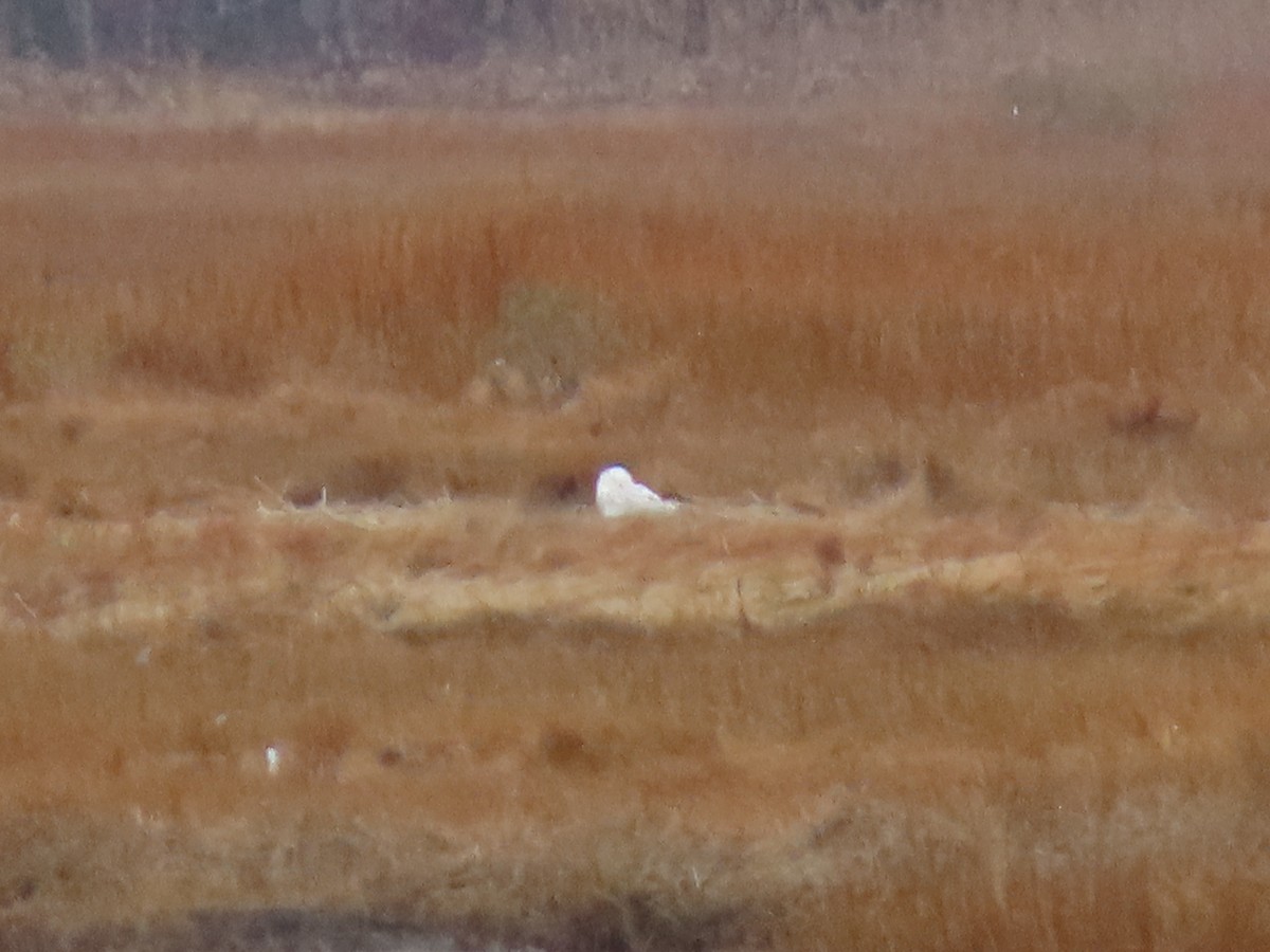 Snowy Owl - ML645860551