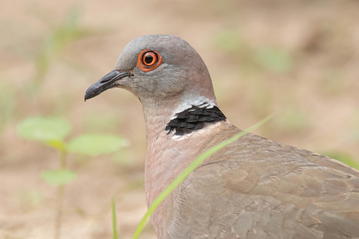 Mourning Collared-Dove - ML645860552