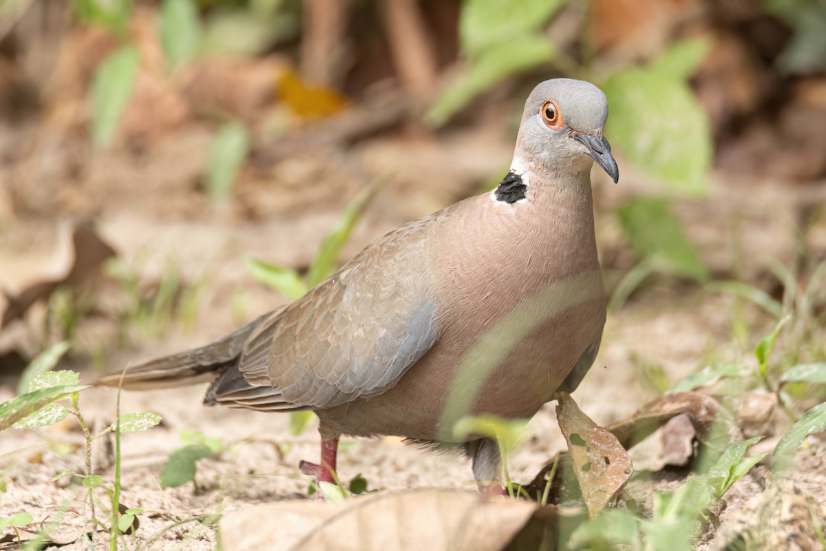 Mourning Collared-Dove - ML645860553