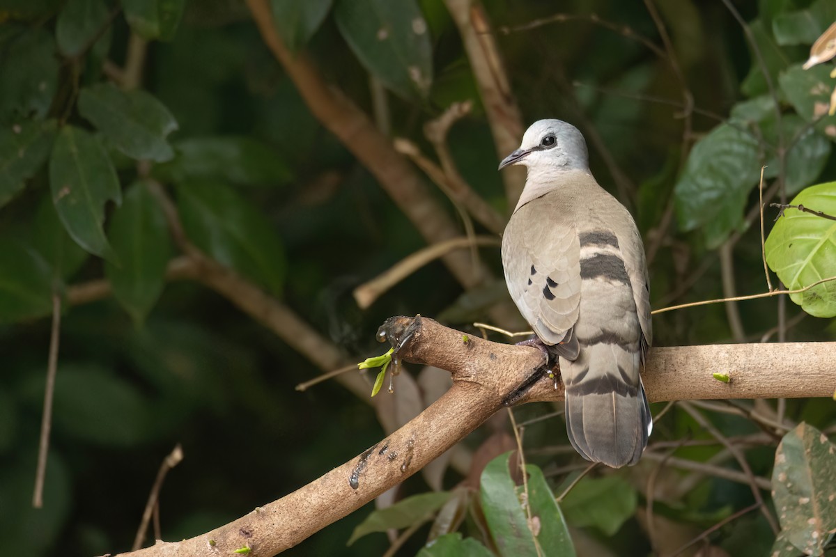 Black-billed Wood-Dove - ML645860555