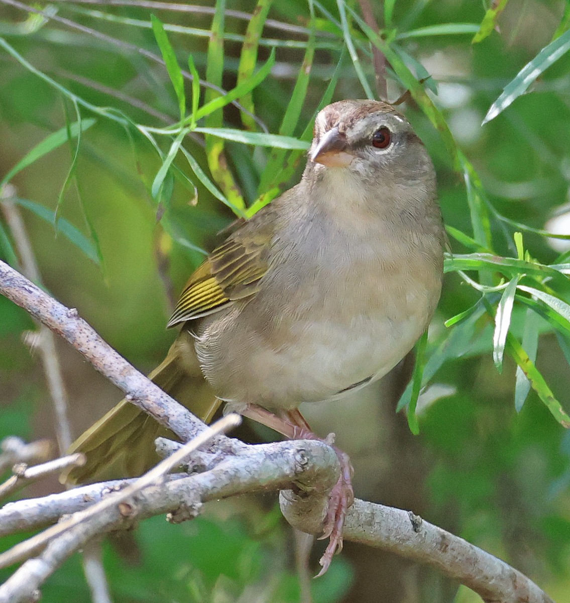 Olive Sparrow - ML645860556