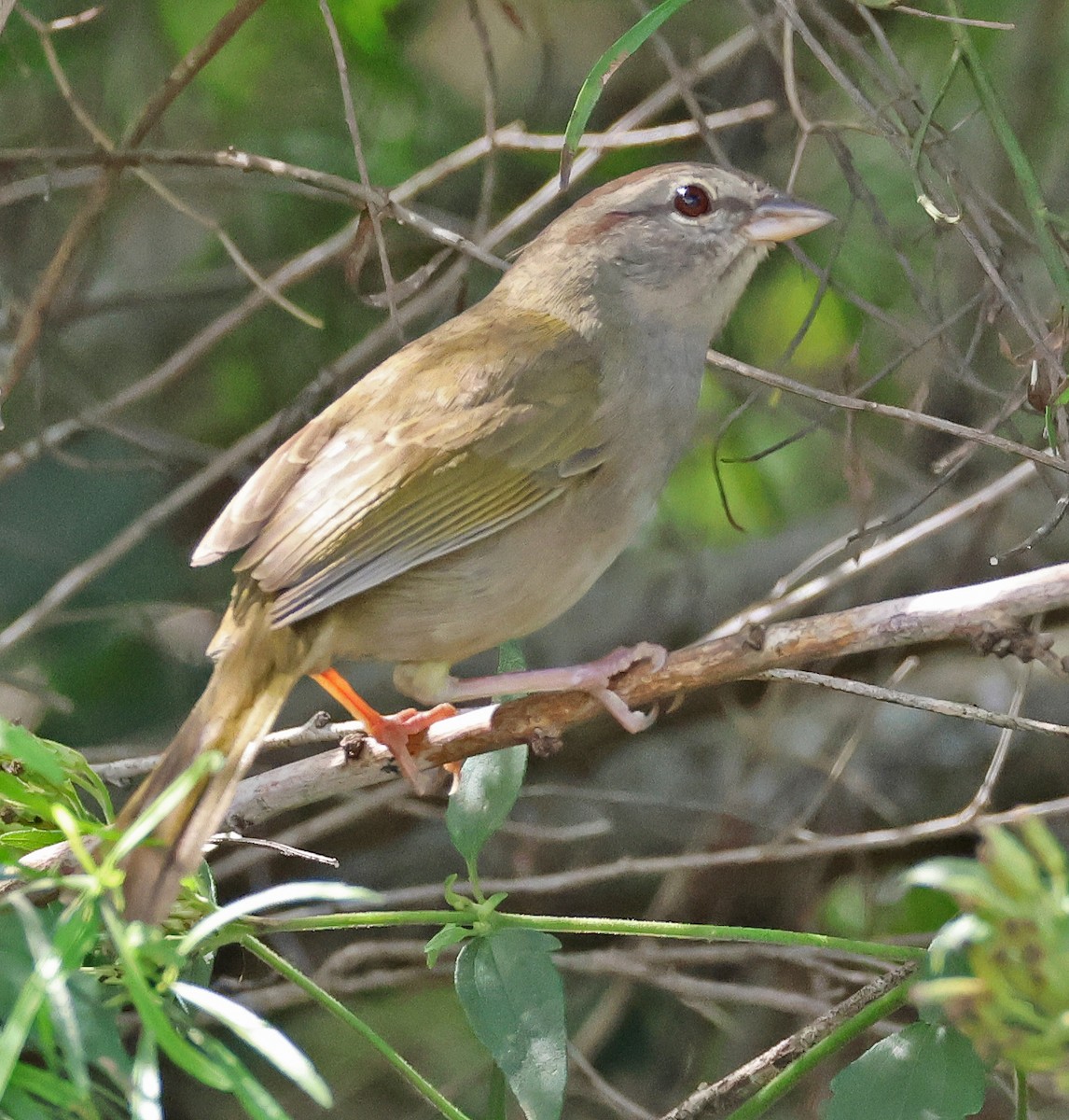 Olive Sparrow - ML645860557