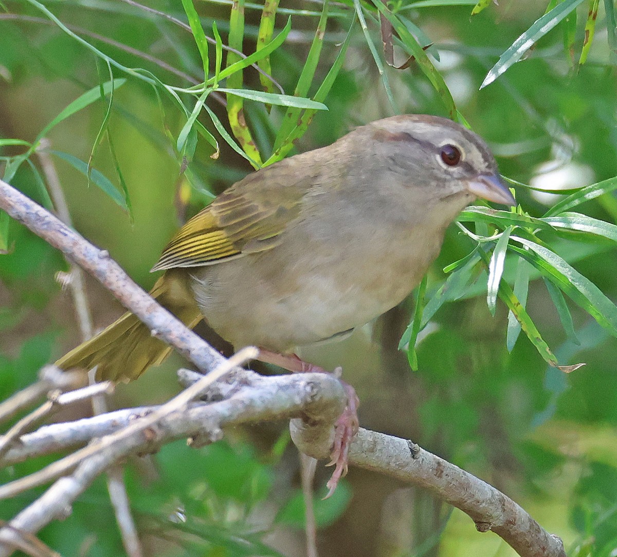 Olive Sparrow - ML645860558