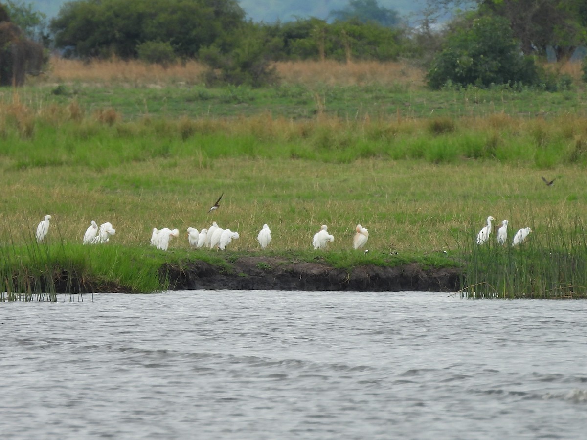 Wire-tailed Swallow - ML645860560