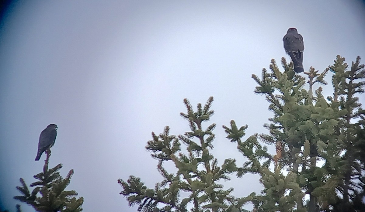 Merlin - ML645860561