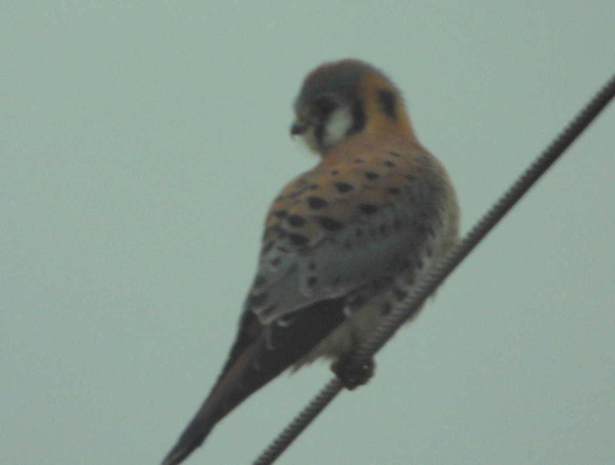 American Kestrel - ML645860562
