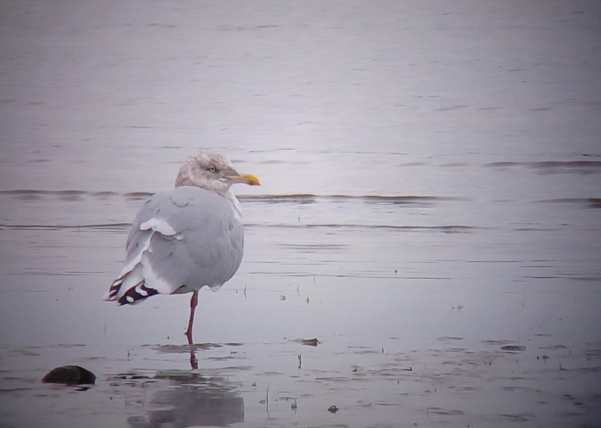 American Herring Gull - ML645860564