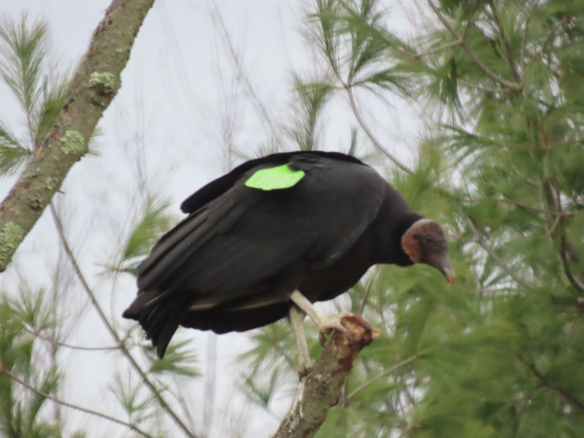 Black Vulture - ML645860566
