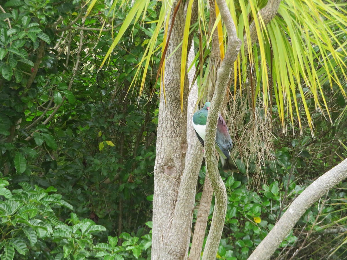 New Zealand Pigeon - ML645860570