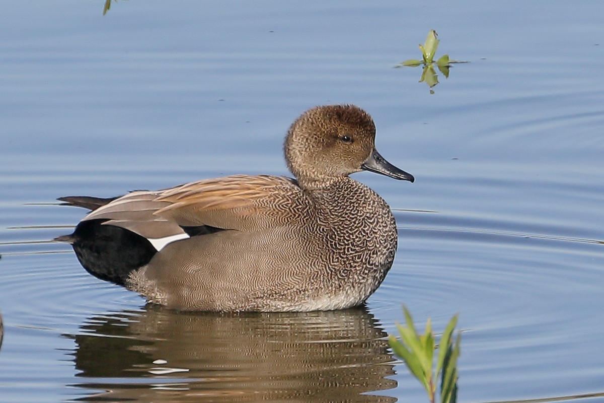 Boz Ördek - ML645860571