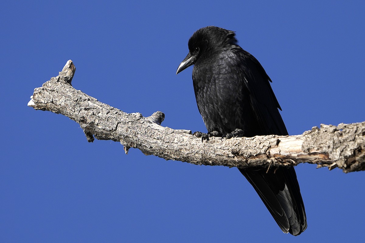 amerikakråke - ML645860573