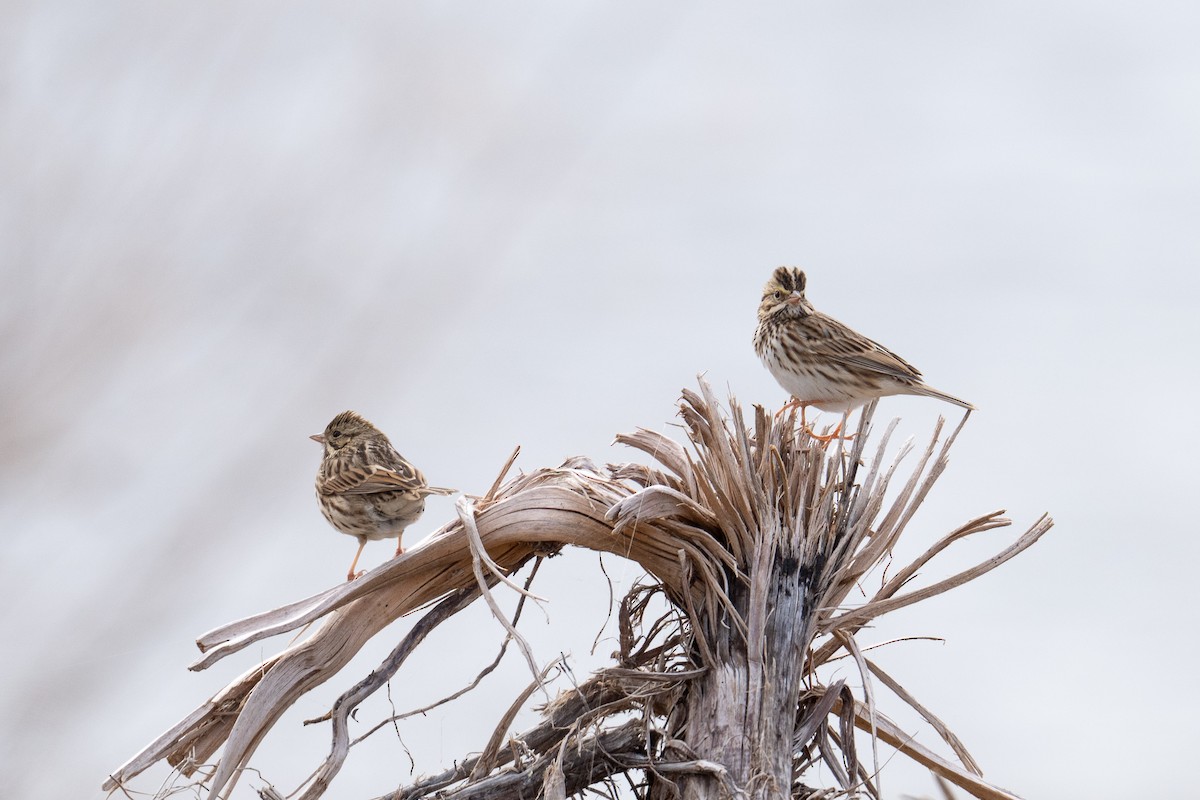 Savannah Sparrow - ML645860574