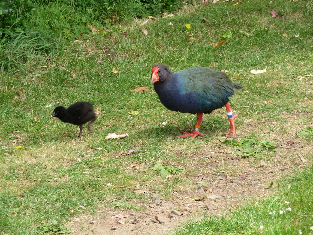 Calamón Takahe de Isla Sur - ML645860577