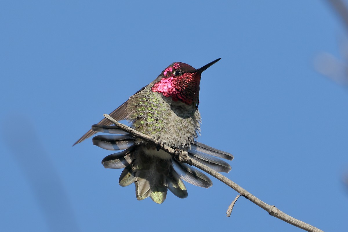 Colibrí de Anna - ML645860579
