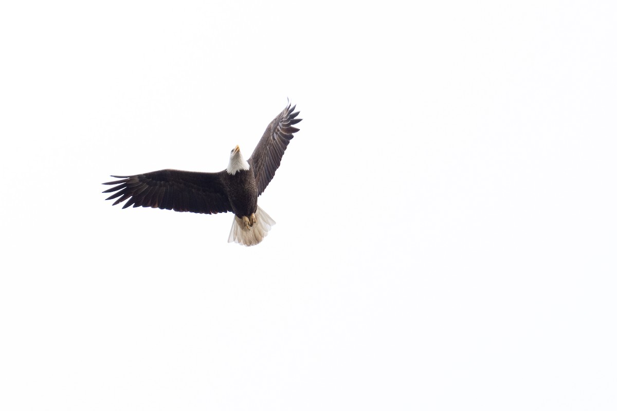 Bald Eagle - ML645860580