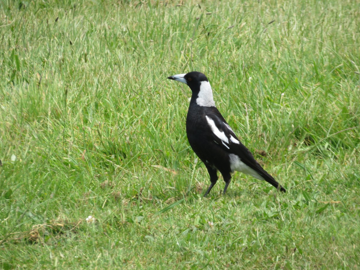 Verdugo Flautista - ML645860583