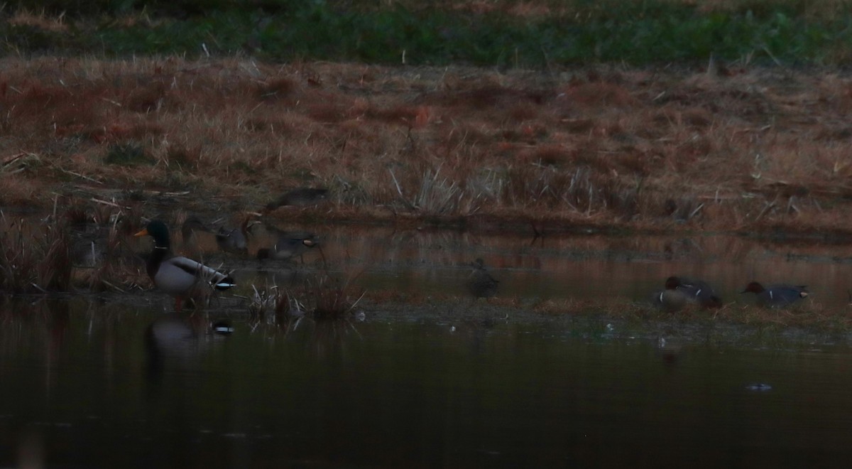 Cerceta Común - ML645860584