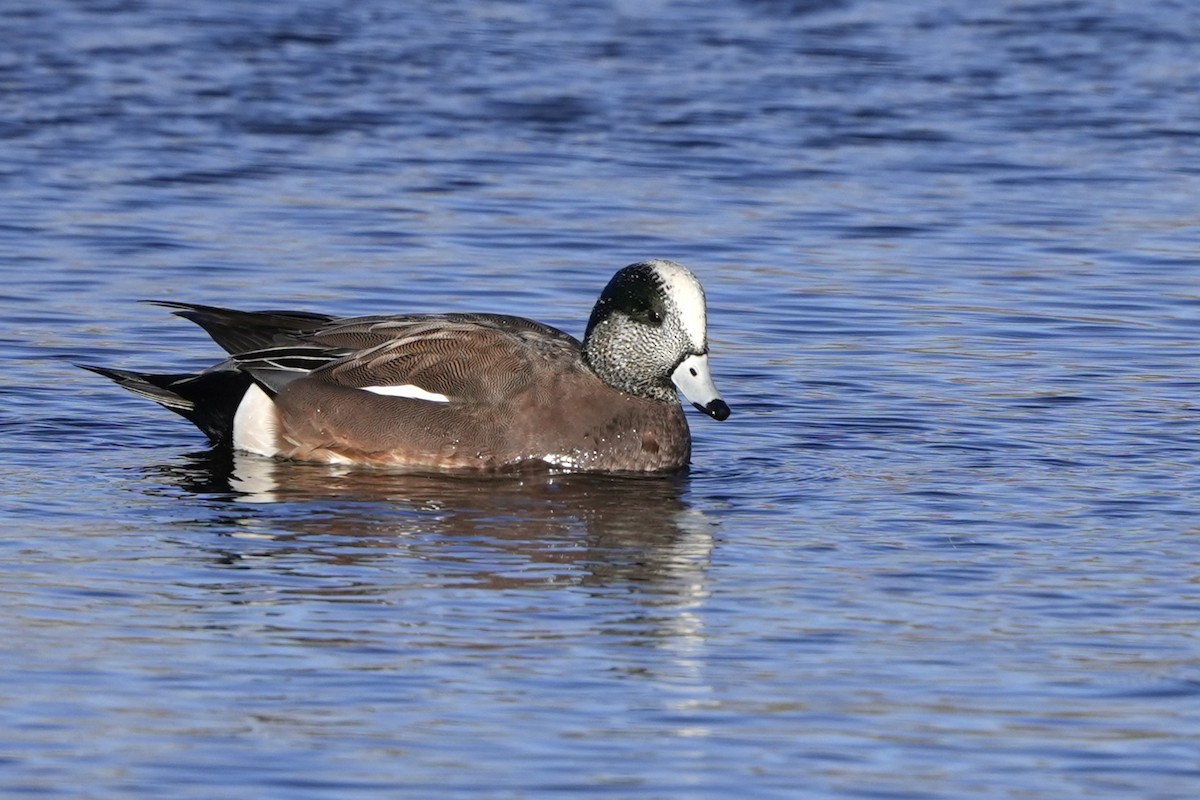 Silbón Americano - ML645860585
