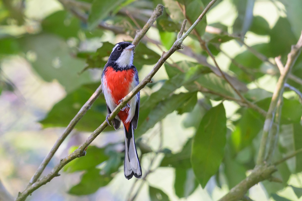 Reinita Mexicana - ML645860586