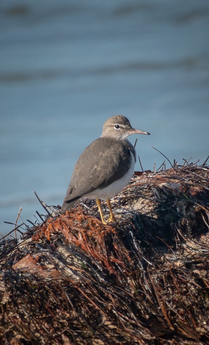 Andarríos Maculado - ML645860587