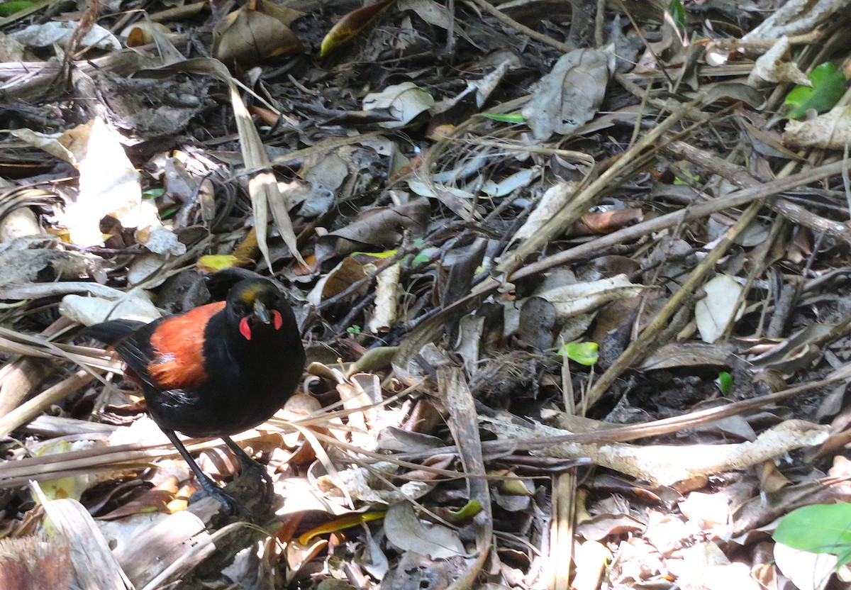 Tieke de Isla Norte - ML645860589