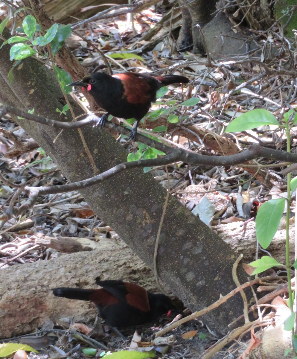 Tieke de Isla Norte - ML645860590