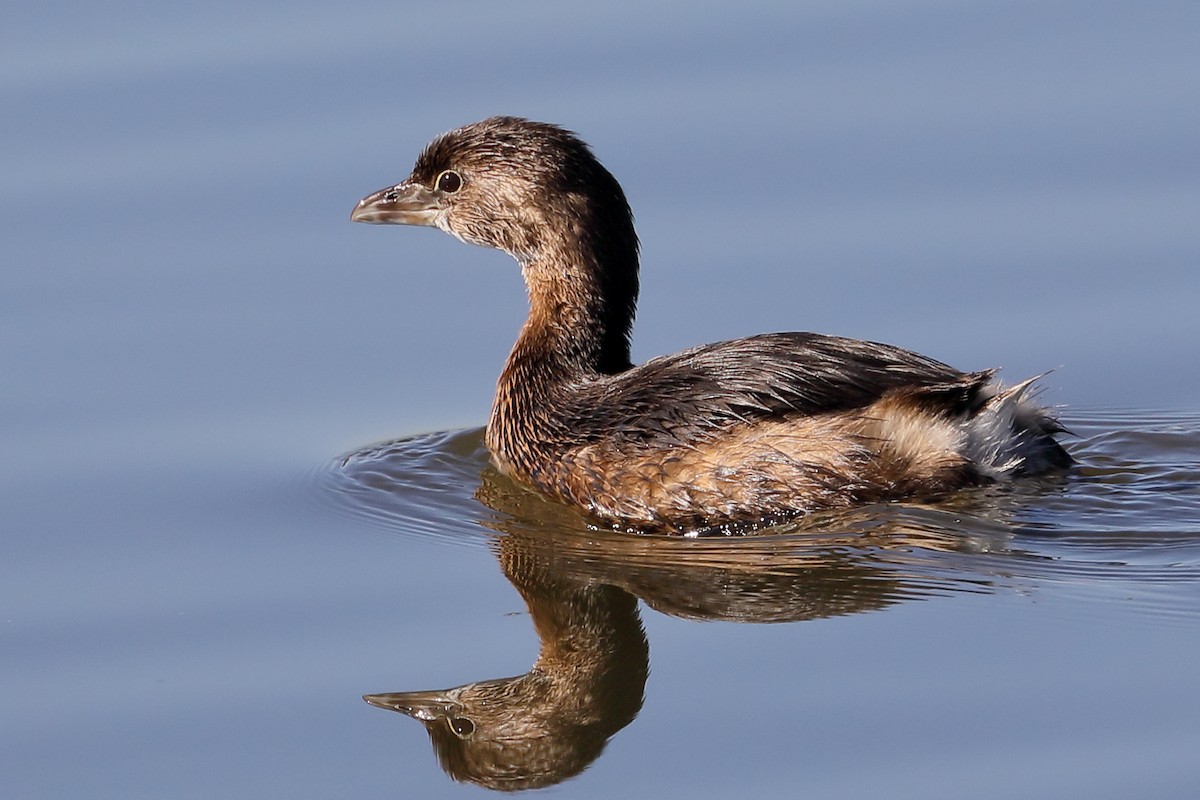 Zampullín Picogrueso - ML645860592