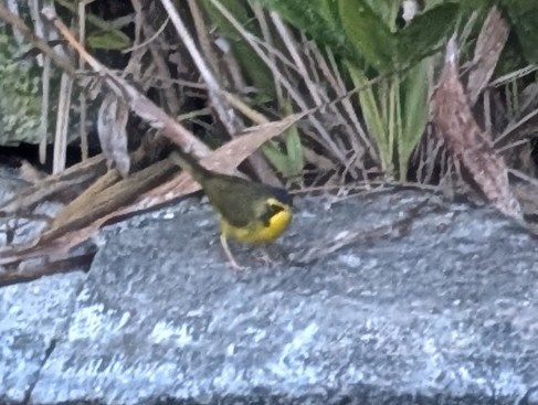 Reinita de Kentucky - ML645860593