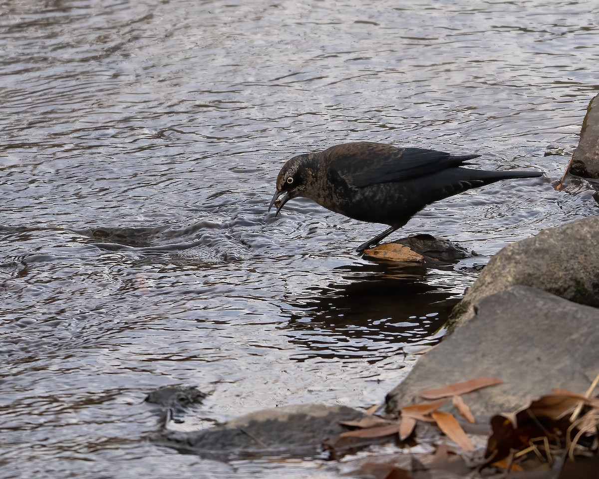 Zanate Canadiense - ML645860594