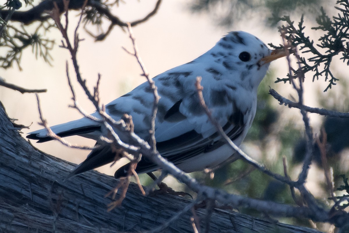 Zorzal Americano - ML645860595