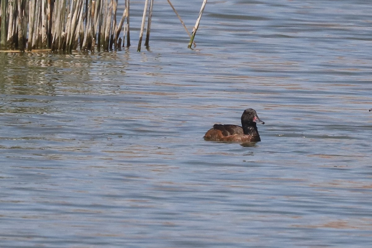 Pato Rinconero - ML645860596