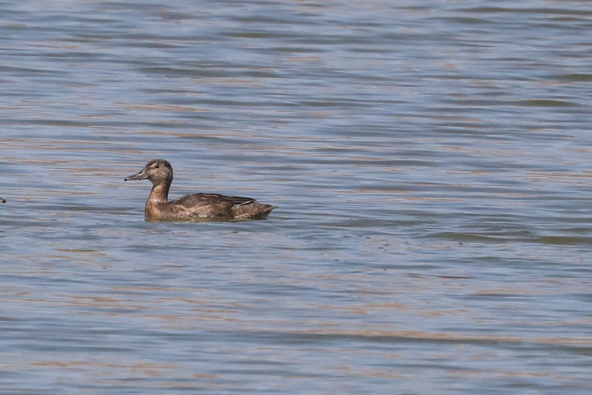 Pato Rinconero - ML645860597