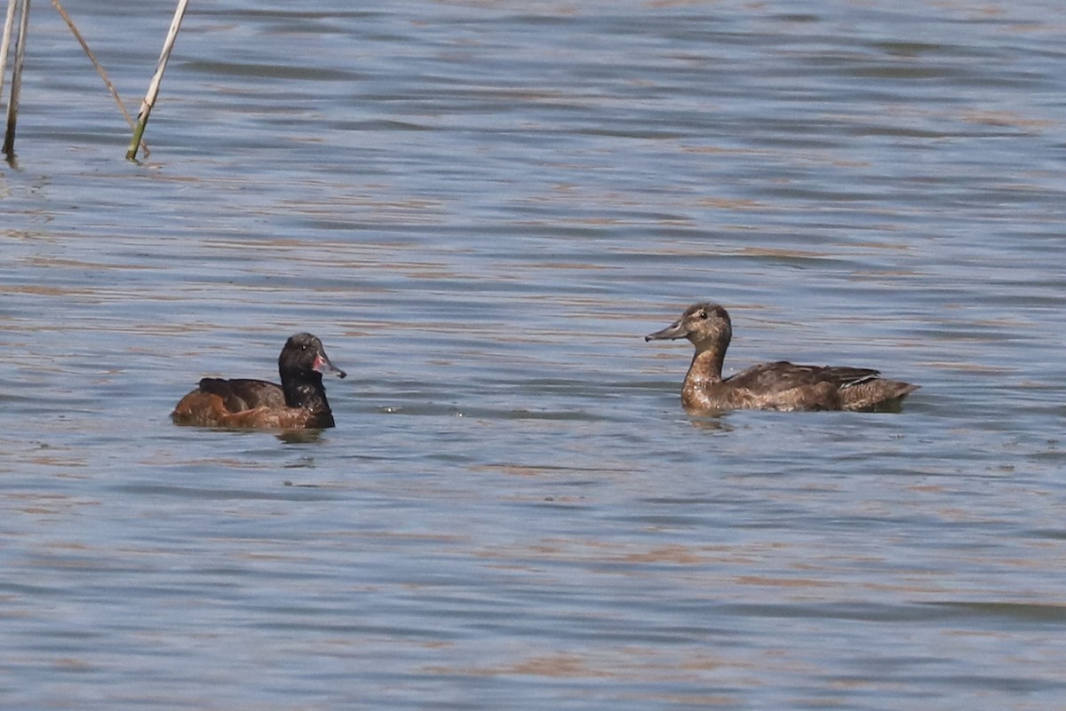 Pato Rinconero - ML645860598