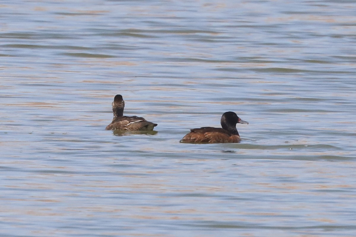 Pato Rinconero - ML645860599