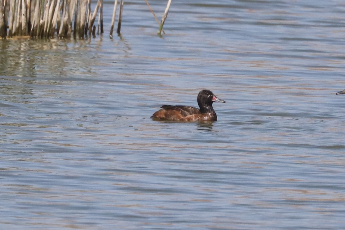 Pato Rinconero - ML645860600