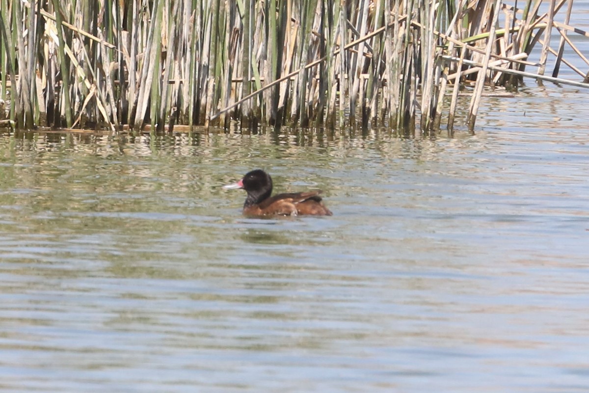 Pato Rinconero - ML645860601