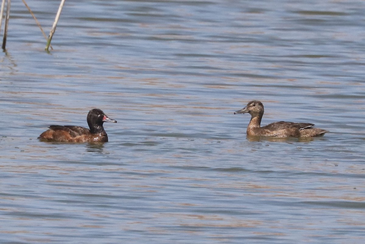 Pato Rinconero - ML645860602