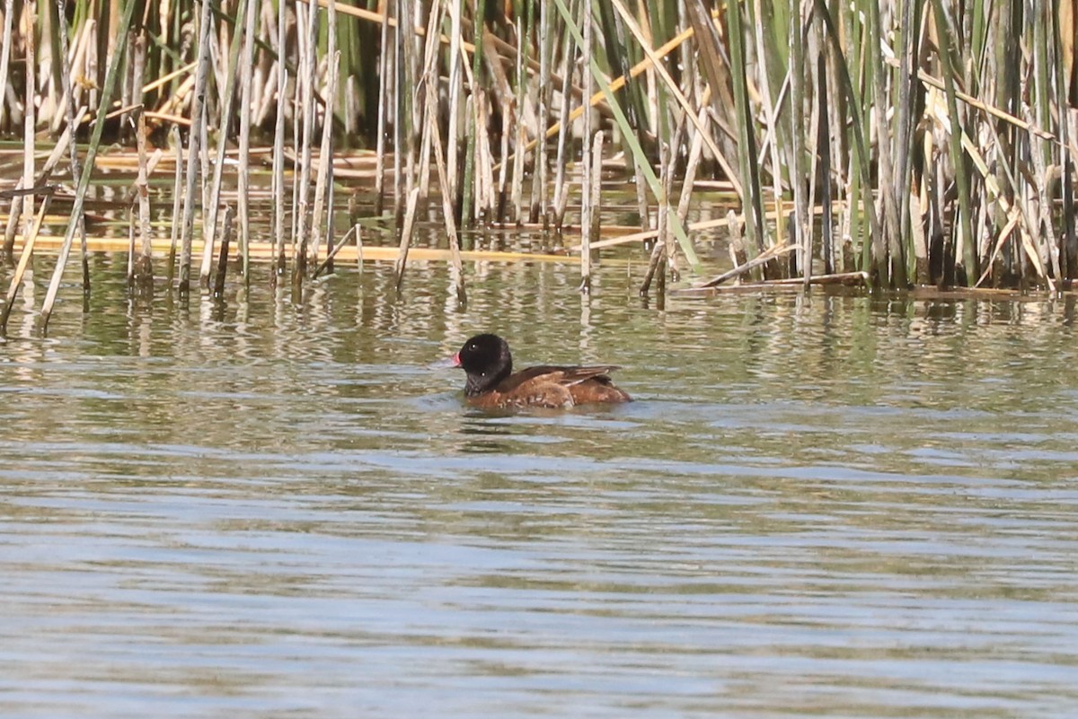 Pato Rinconero - ML645860603