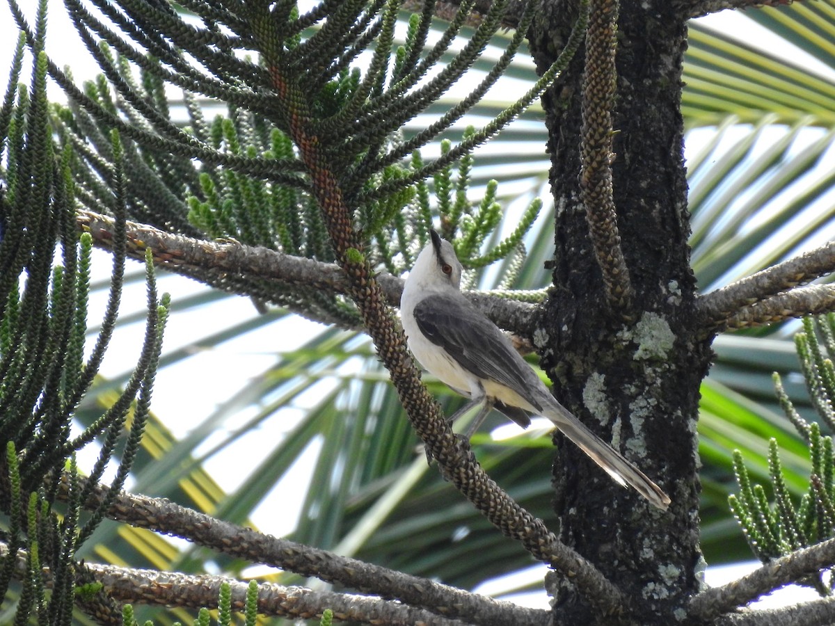 Sinsonte Tropical - ML645860605