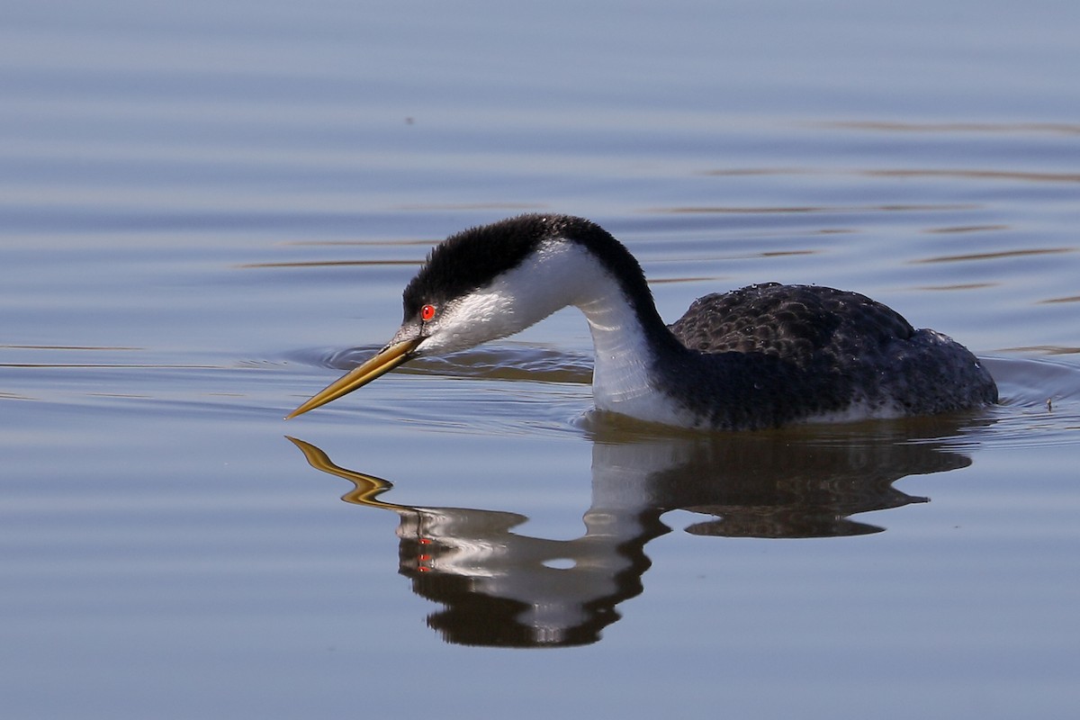 Achichilique Común - ML645860607