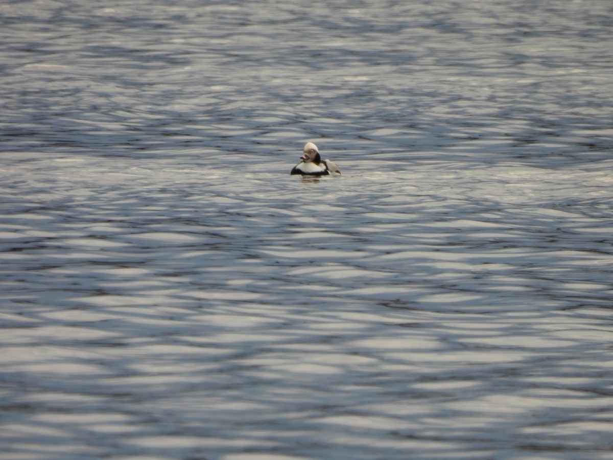 Pato Havelda - ML645860608