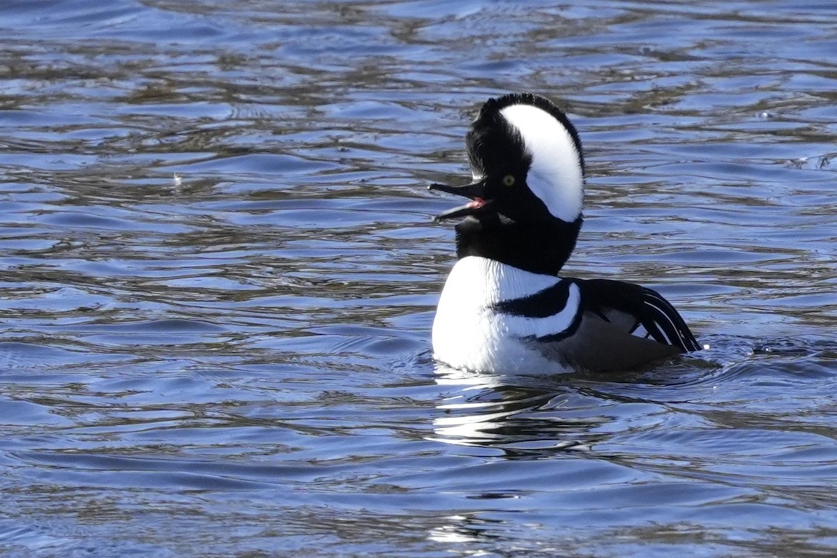 Serreta Capuchona - ML645860609