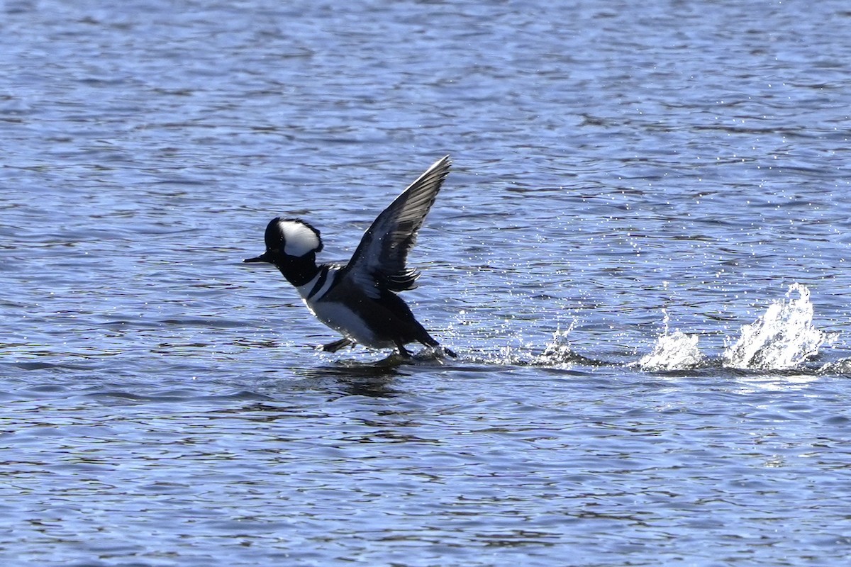 Serreta Capuchona - ML645860610