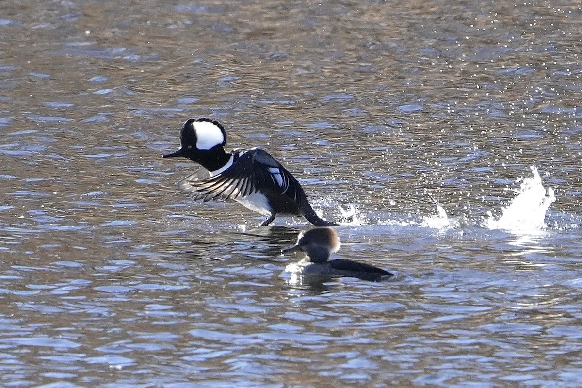Serreta Capuchona - ML645860611