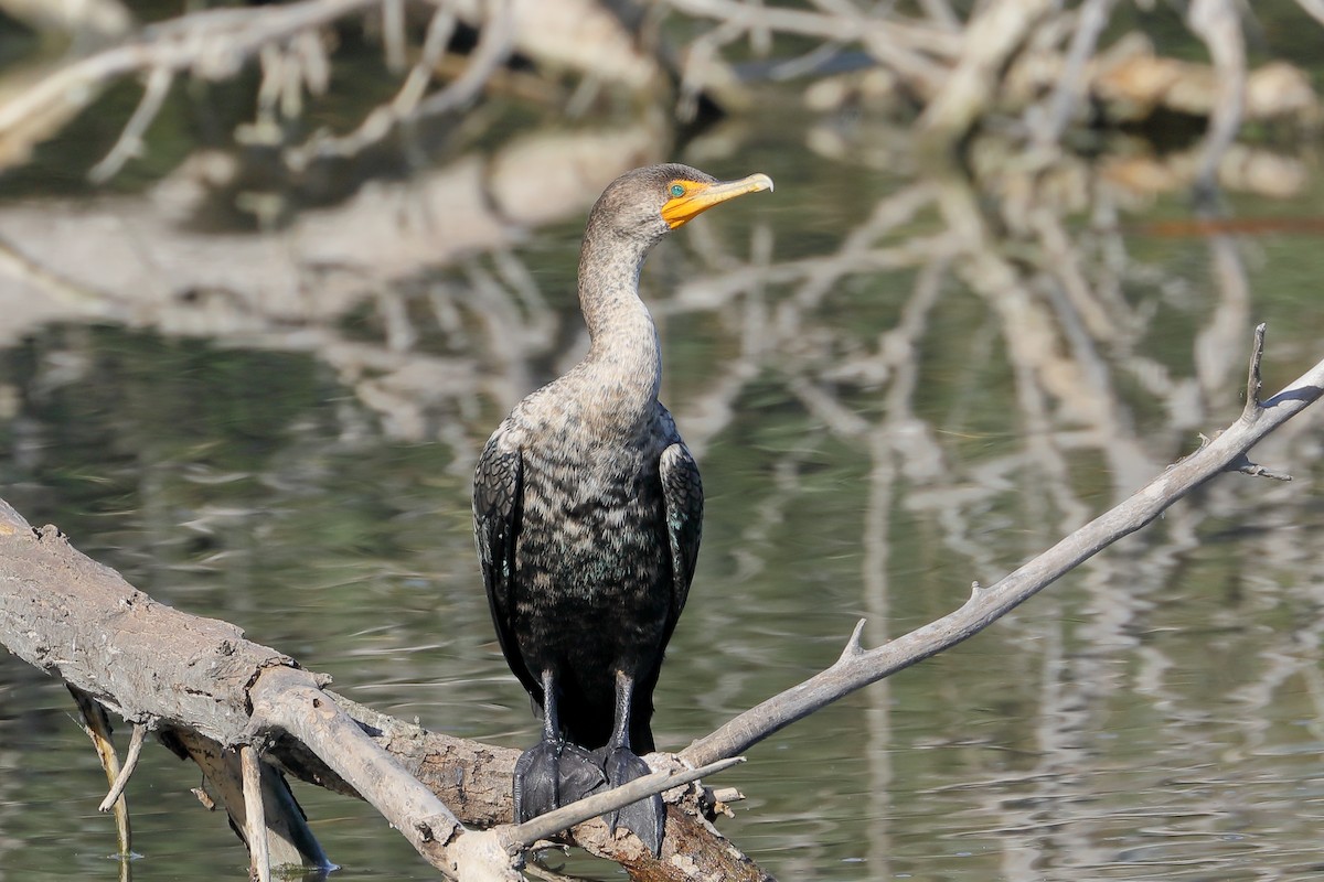 Cormorán Orejudo - ML645860612