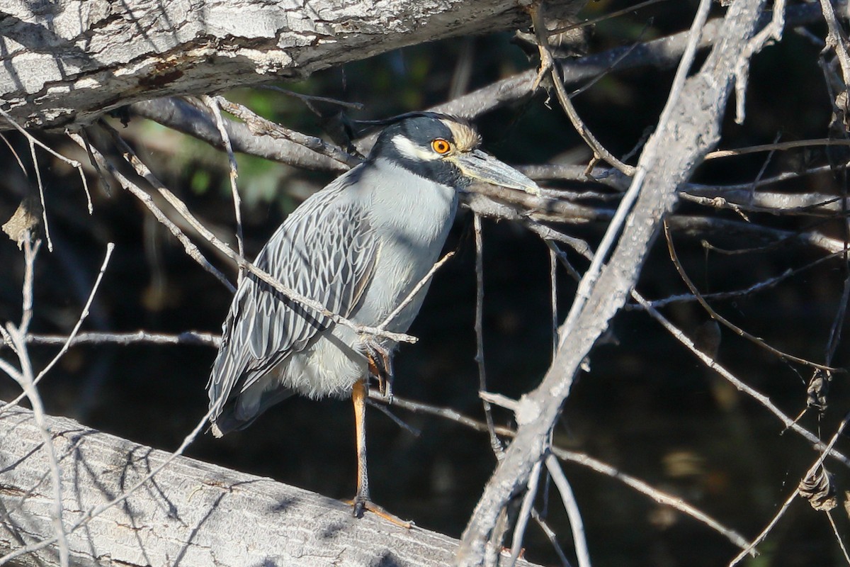 kvakoš žlutočelý - ML645860621