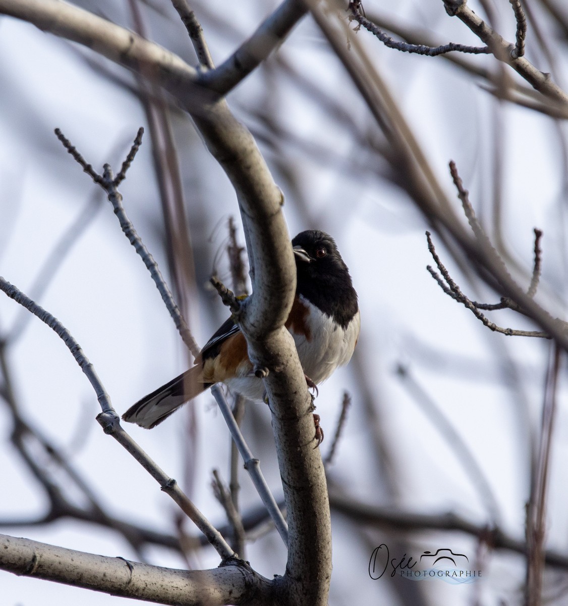 Eastern Towhee - ML645860627