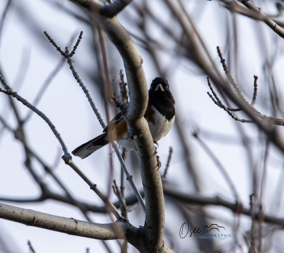 Eastern Towhee - ML645860628